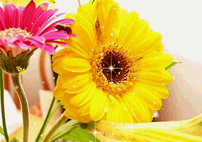 Żółte i różowe gerbery